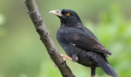 搞笑八哥爆料视频下载大全